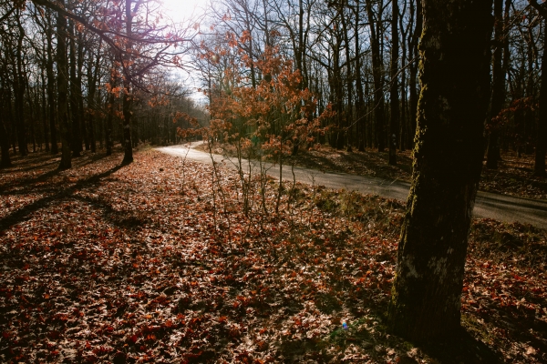 Foloi Oak Forest